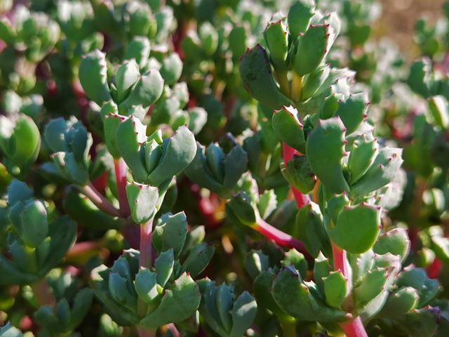 Oscularia deltoides (3)    Hardy   Small   Evergreen   Succulent   Drought tolerant   Striped purple flowers   Container plant   Stabilize soil   Attracts insect and wildlife